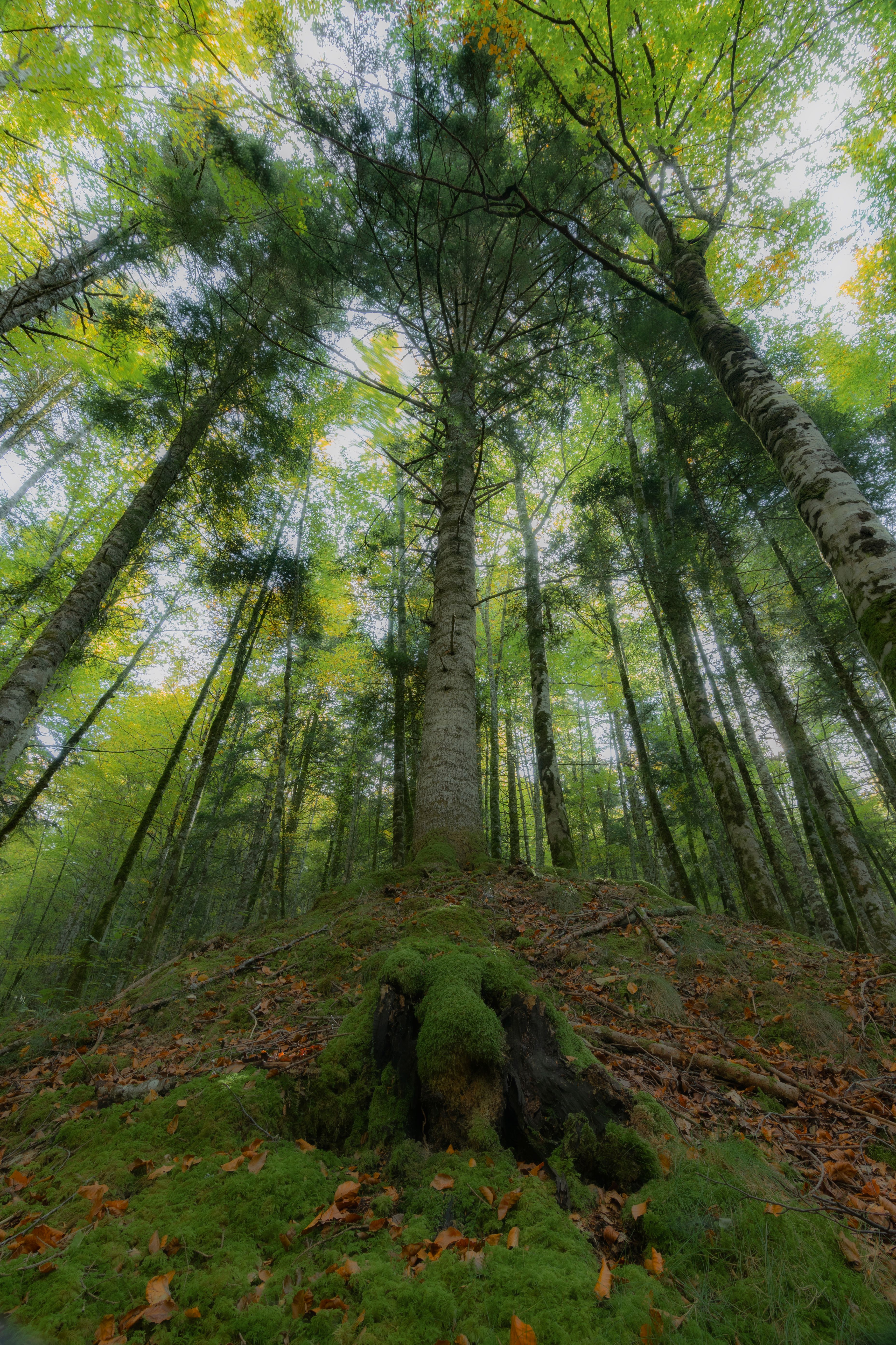Tall Trees in a Forest · Free Stock Photo