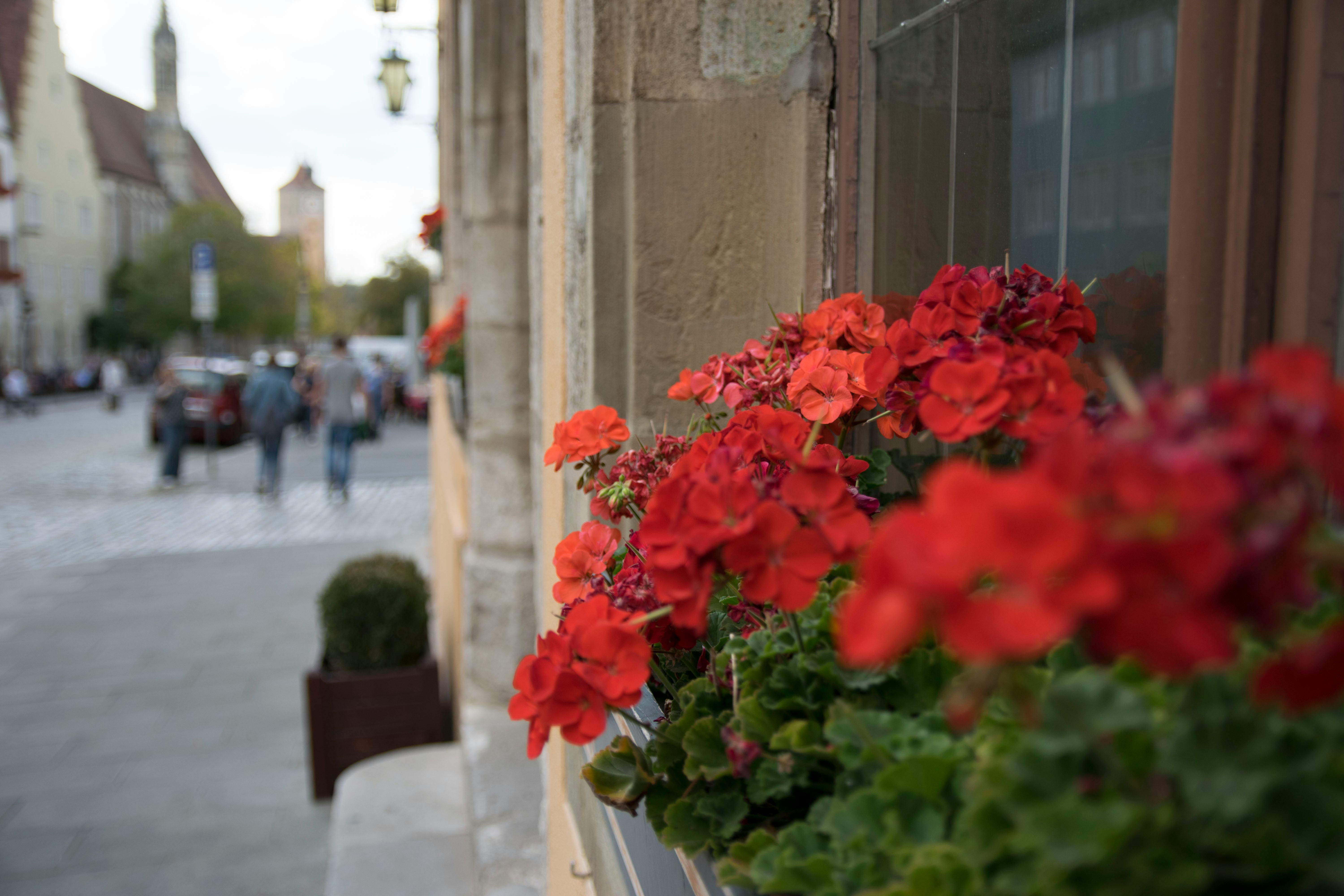 Free stock photo from Eugene · Pexels