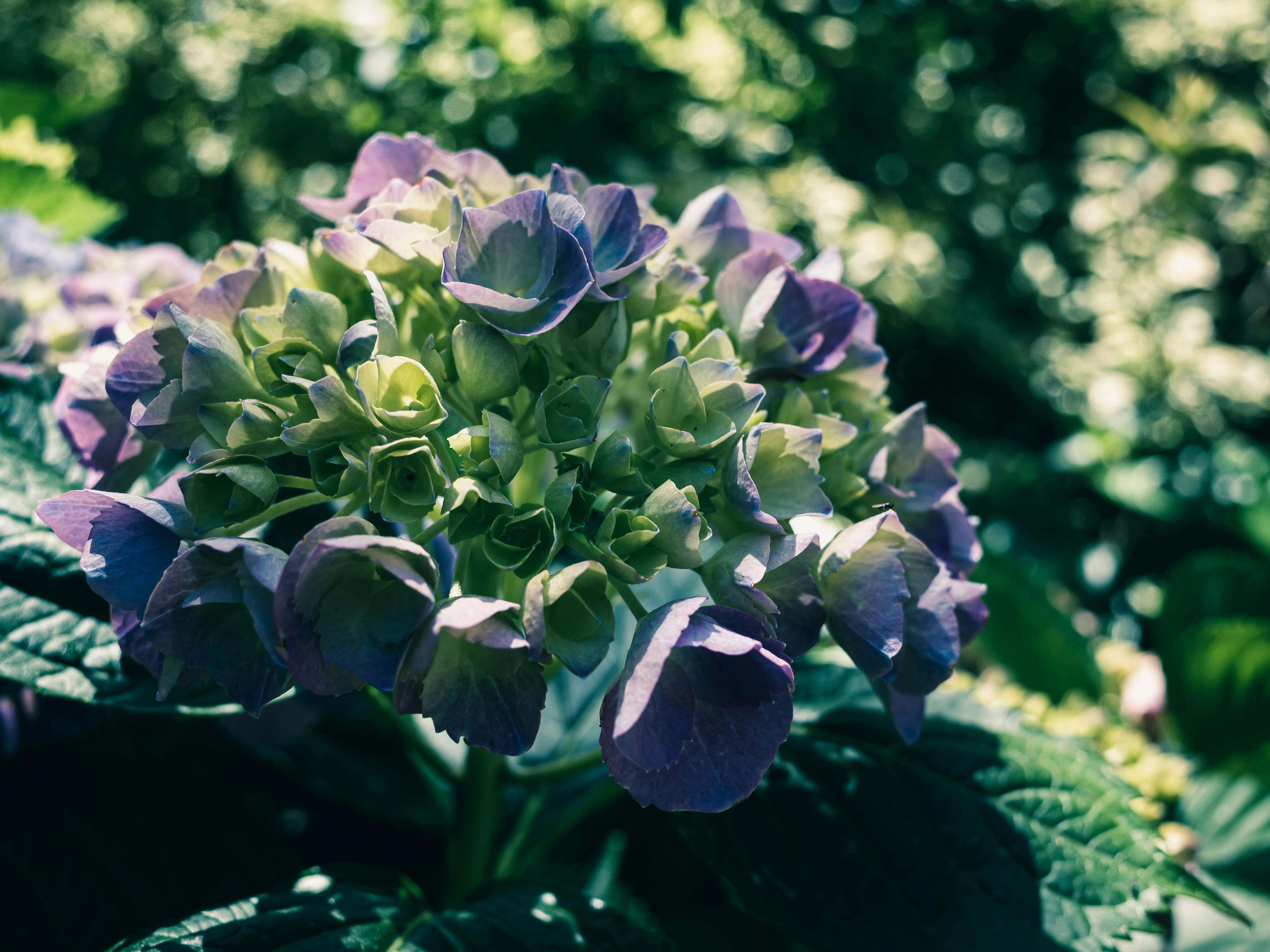 Những Chiếc Lá Xanh · Ảnh có sẵn miễn phí