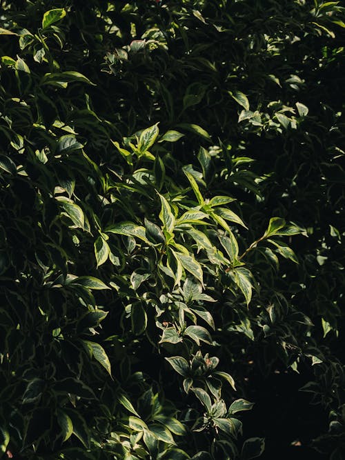 Close-up of a Green Shrub 