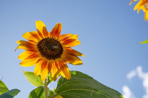 Sunflower against Blue Sky