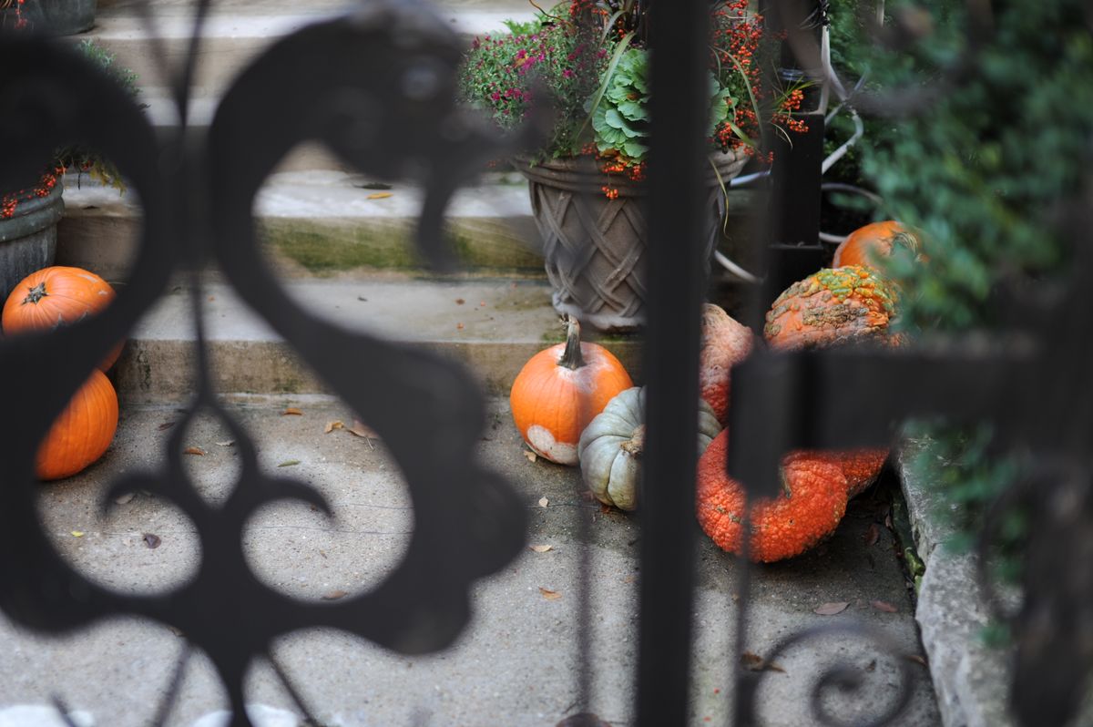 A rustic autumn scene with pumpkins and a potted plant near steps behind a decorative iron fence. Stock Photo.