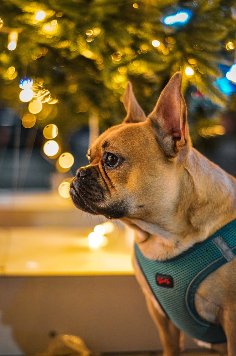 A Portrait Of A Boston Terrier