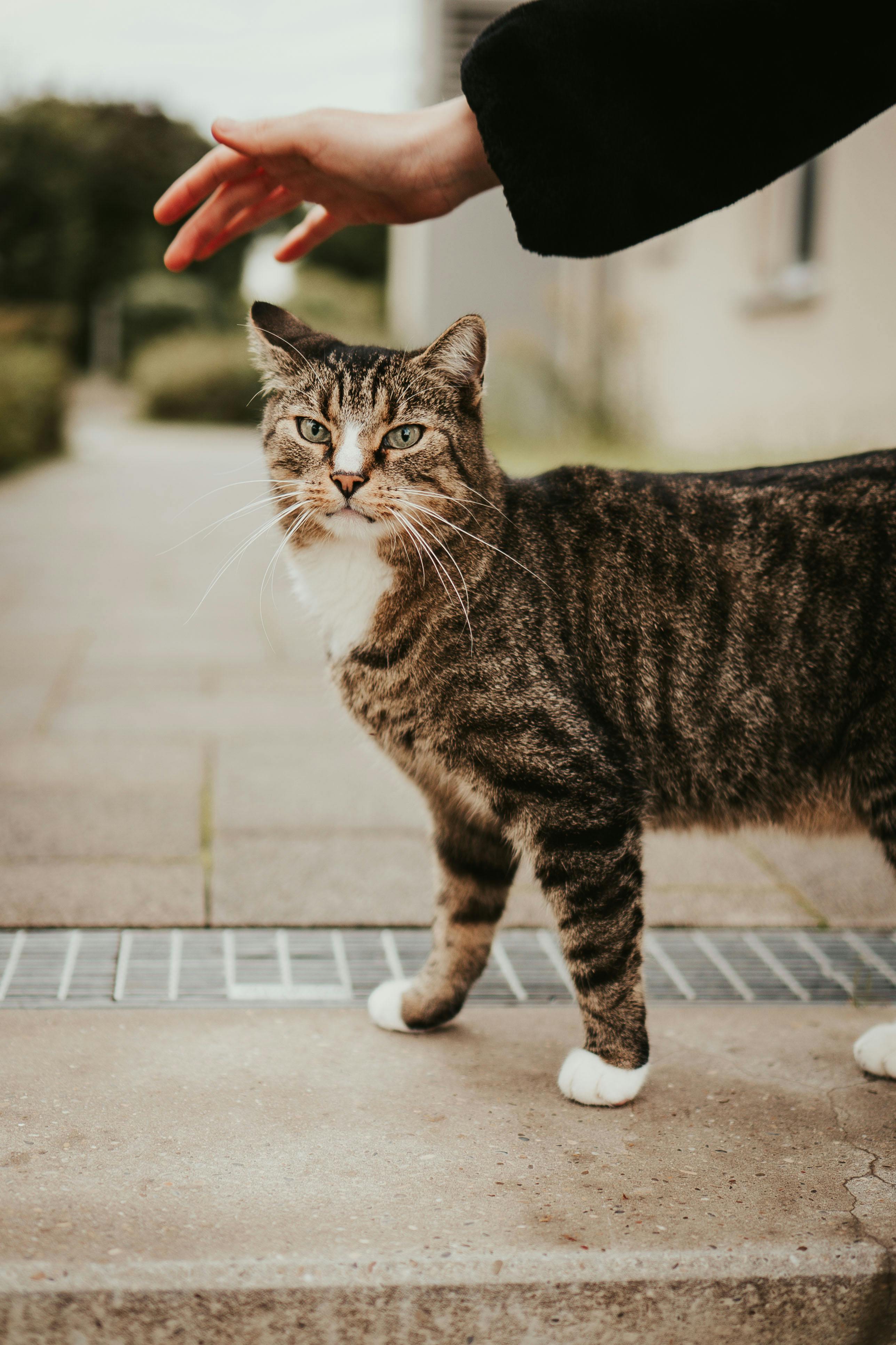 What animal is closest to humans?