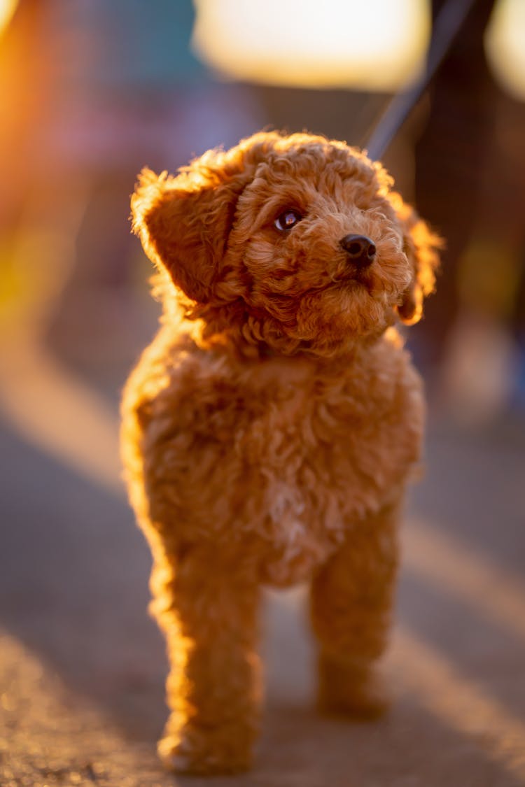 Close-Up Shot Of A Poodle 