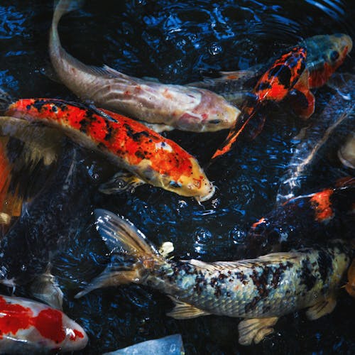 Koi Fish Sachiro Photos, Download The BEST Free Koi Fish Sachiro Stock ...