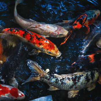 fish photo
