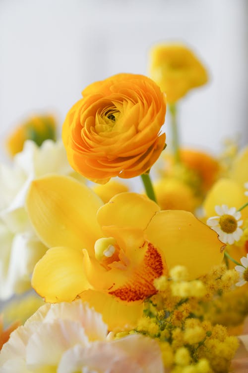 Kostenloses Stock Foto zu blumenphotographie, flora, gelbe blumen