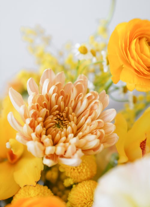 Gratuit Imagine de stoc gratuită din a închide, crizantemă, floră Fotografie de stoc