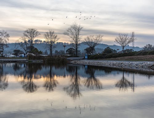 Kostenloses Stock Foto zu bäume, fluss, kalt