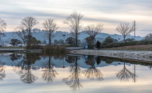 Kostenloses Stock Foto zu bäume, reflektierung, reinheit