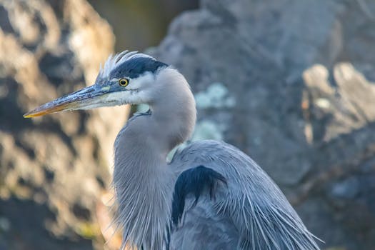 Detailed portrait of a Great Blue Heron with blurred natural background.