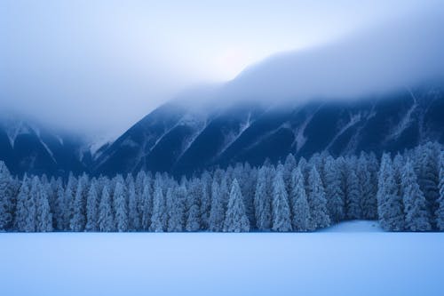 Immagine gratuita di alberi, boschi, carta da parati nevosa