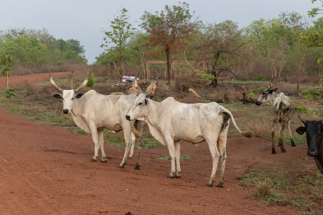 Cattle near Dirt Road · Free Stock Photo