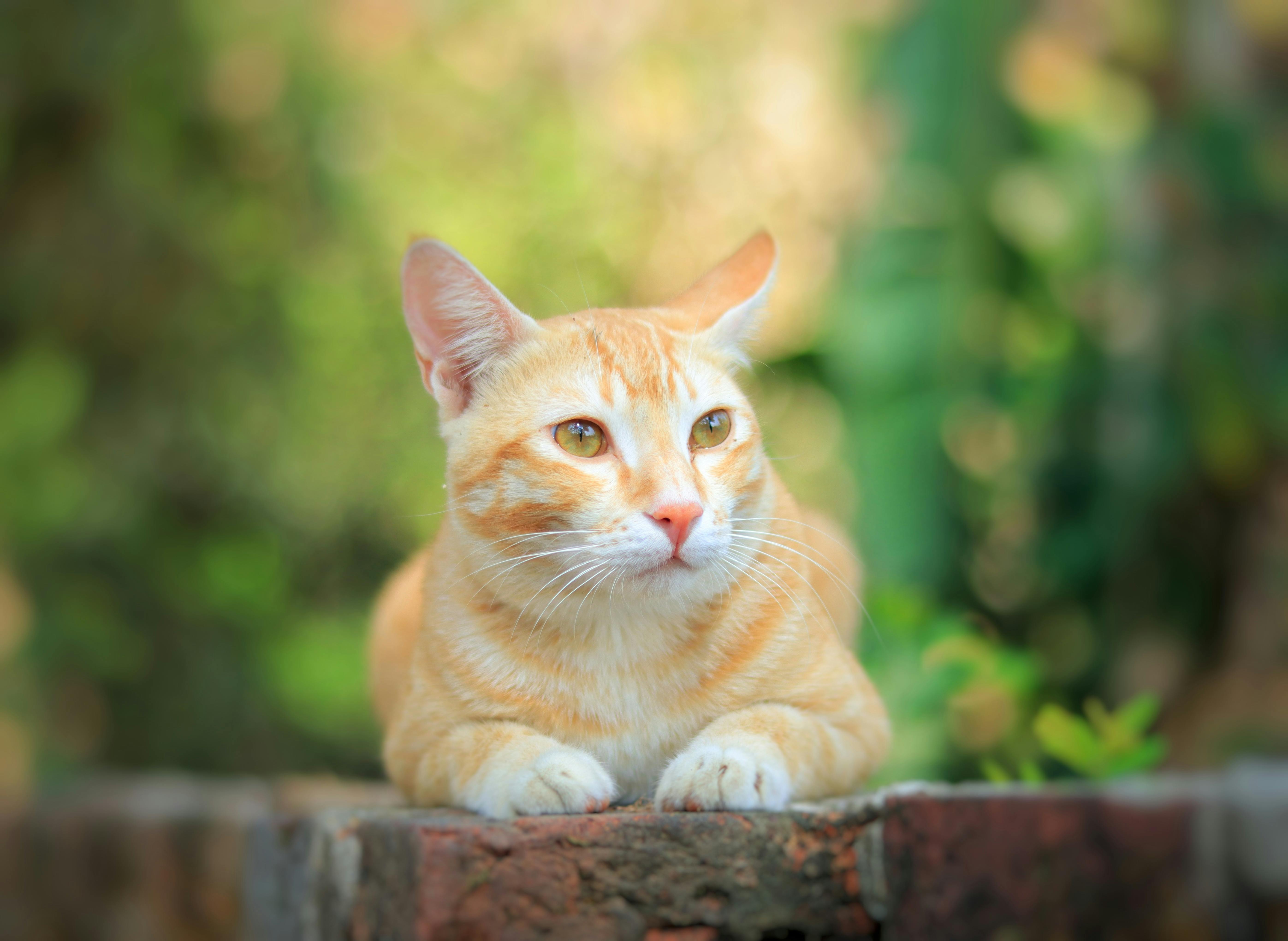 Close-Up Shot of a Kitten · Free Stock Photo Close-Up Shot of a Kitten · Free Stock Photo