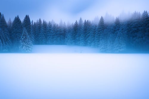 Photos gratuites de arbres, bois, couvert de neige