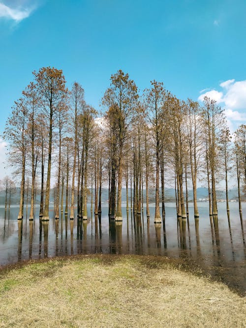 Bezpłatne Darmowe zdjęcie z galerii z chmury, drzewa, jezioro Zdjęcie z galerii