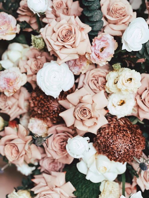 Close-up Shot of Beautiful Pink and White Flowers