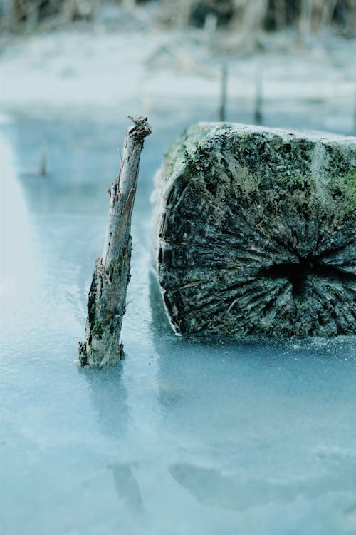 Ice around Branch and Tree Trunk