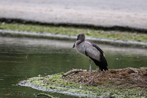 Free A lone bird stands on a lakeside surrounded by calm water and serene nature. Stock Photo
