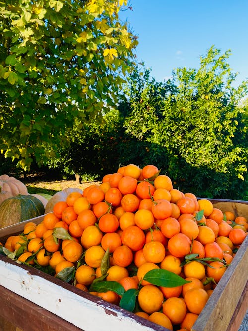 Orange Fruits in a Crate