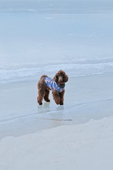 Brown poodle wearing a blue outfit standing on a sandy beach by the sea.