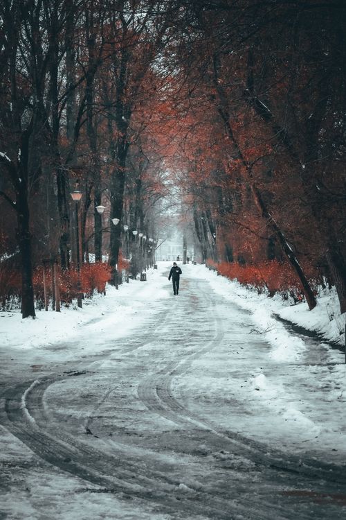 Free A lone figure walks through a snow-covered alley lined with bare trees in Białystok, Poland. Stock Photo
