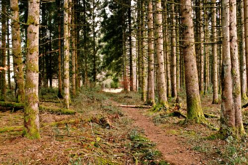 Free Tranquil forest scene in Sapois, France, featuring a mossy path through tall trees. Stock Photo