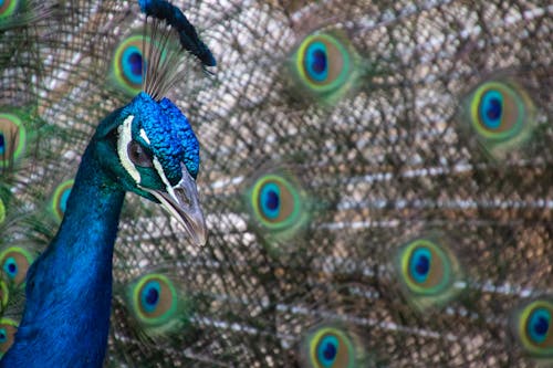 Blue and Green Peacock Close-up Photography