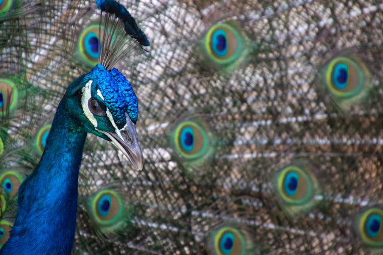 Blue And Green Peacock Close-up Photography