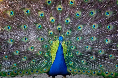 Green and Blue Peacock Feather · Free Stock Photo