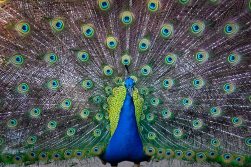Free Close-up of a majestic peacock showcasing its vibrant feathers in an impressive display. Stock Photo