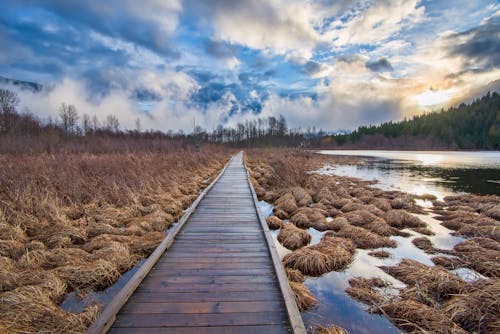 Brown Wooden Dock in Middle of Hay