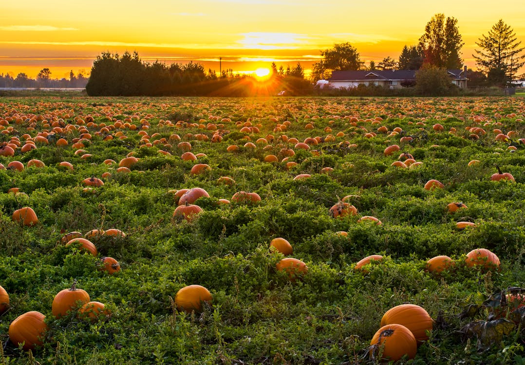 Foto De Campo Lleno De Calabazas