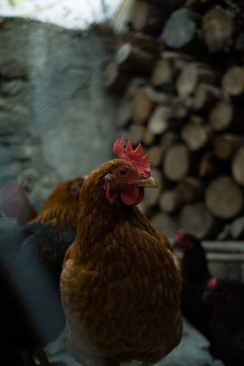 Free A detailed close-up of a brown hen with logs in the background on a farm. Stock Photo