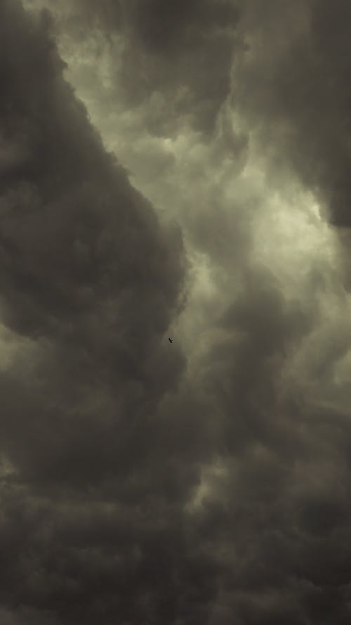 Gratis stockfoto met adelaar, donker, regen