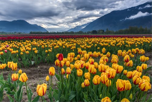 Bezpłatne Zdjęcie Pola Tulipanów żółtych I Czerwonych Zdjęcie z galerii
