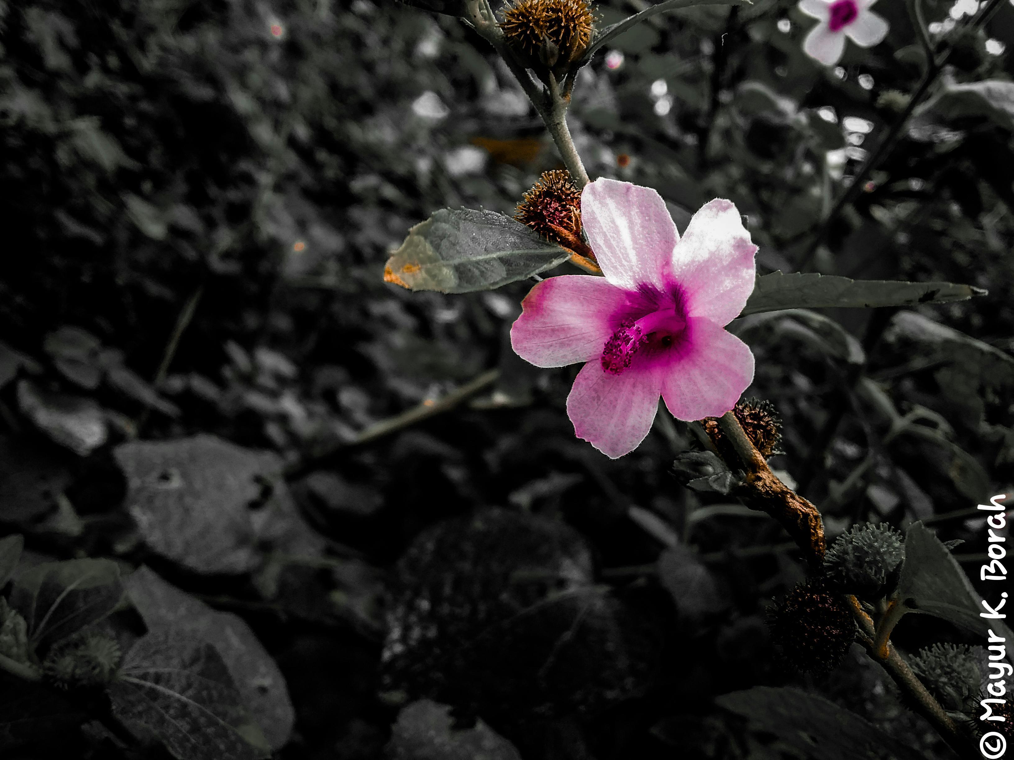 Photo Gratuite De Couleur Fleur Rose Fond Gris