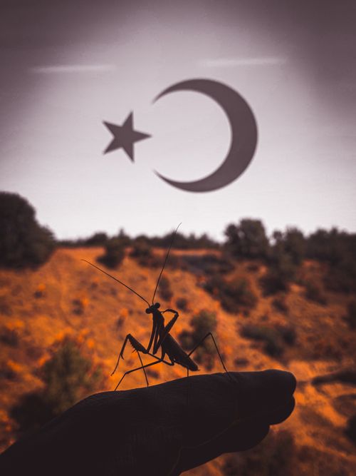 Free mantis Stock Photo