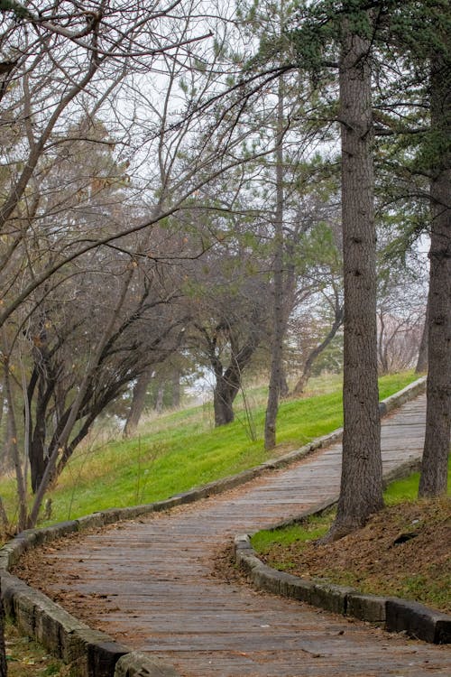 A Walkway between Trees