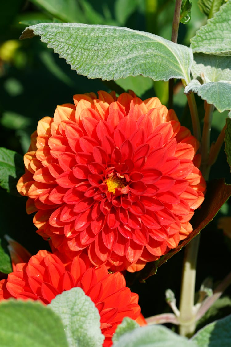 Close-up Of A Red Dahlia 