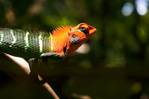 Selective Focus Photography of Reptile Clinging on Tree Branch