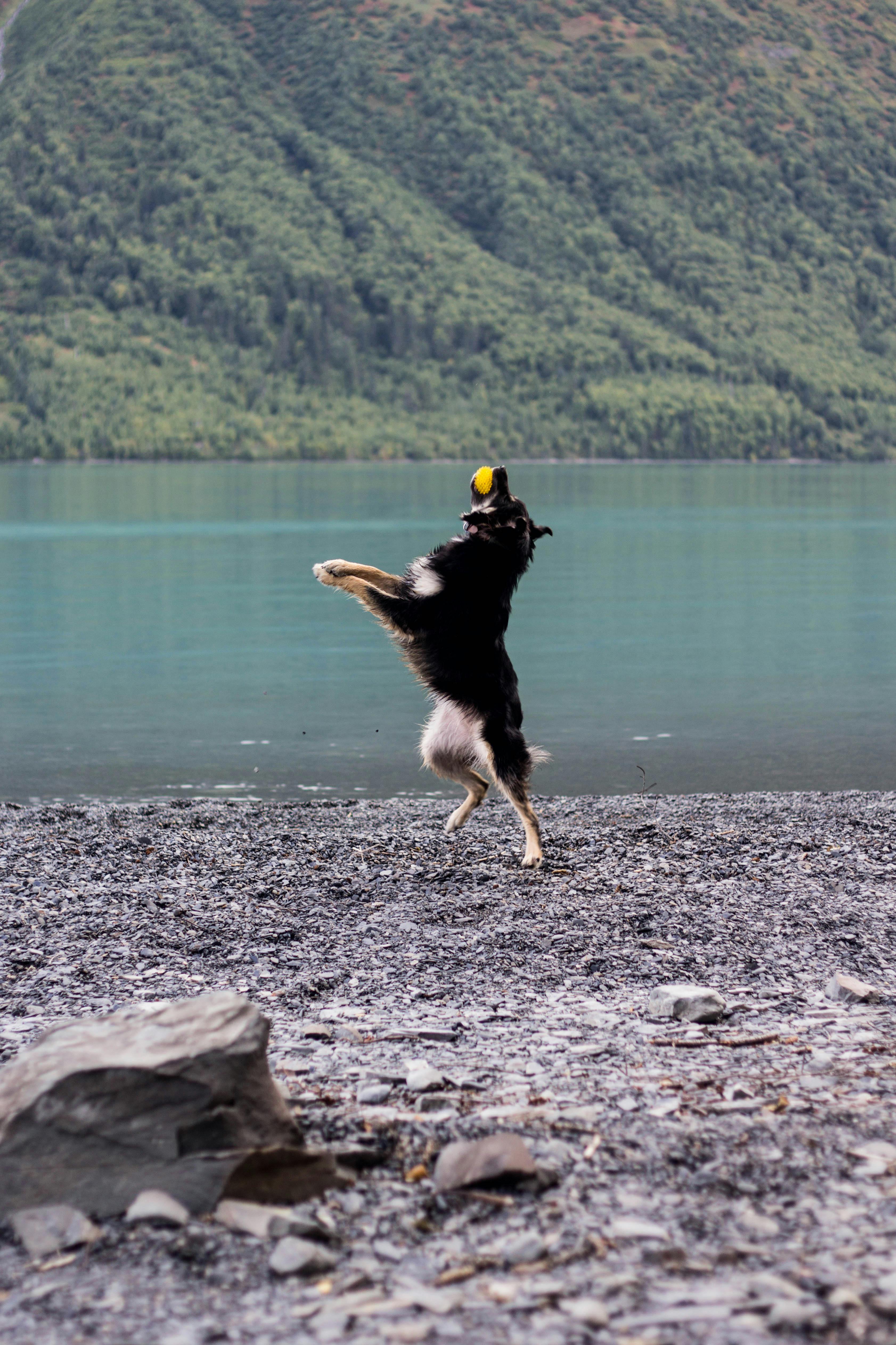 adult black and tan german shepherd playing ball near body of water