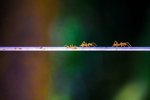 Δωρεάν στοκ φωτογραφιών με 4k ταπετσαρία, ζωή στη φύση, κόκκινα μυρμήγκια