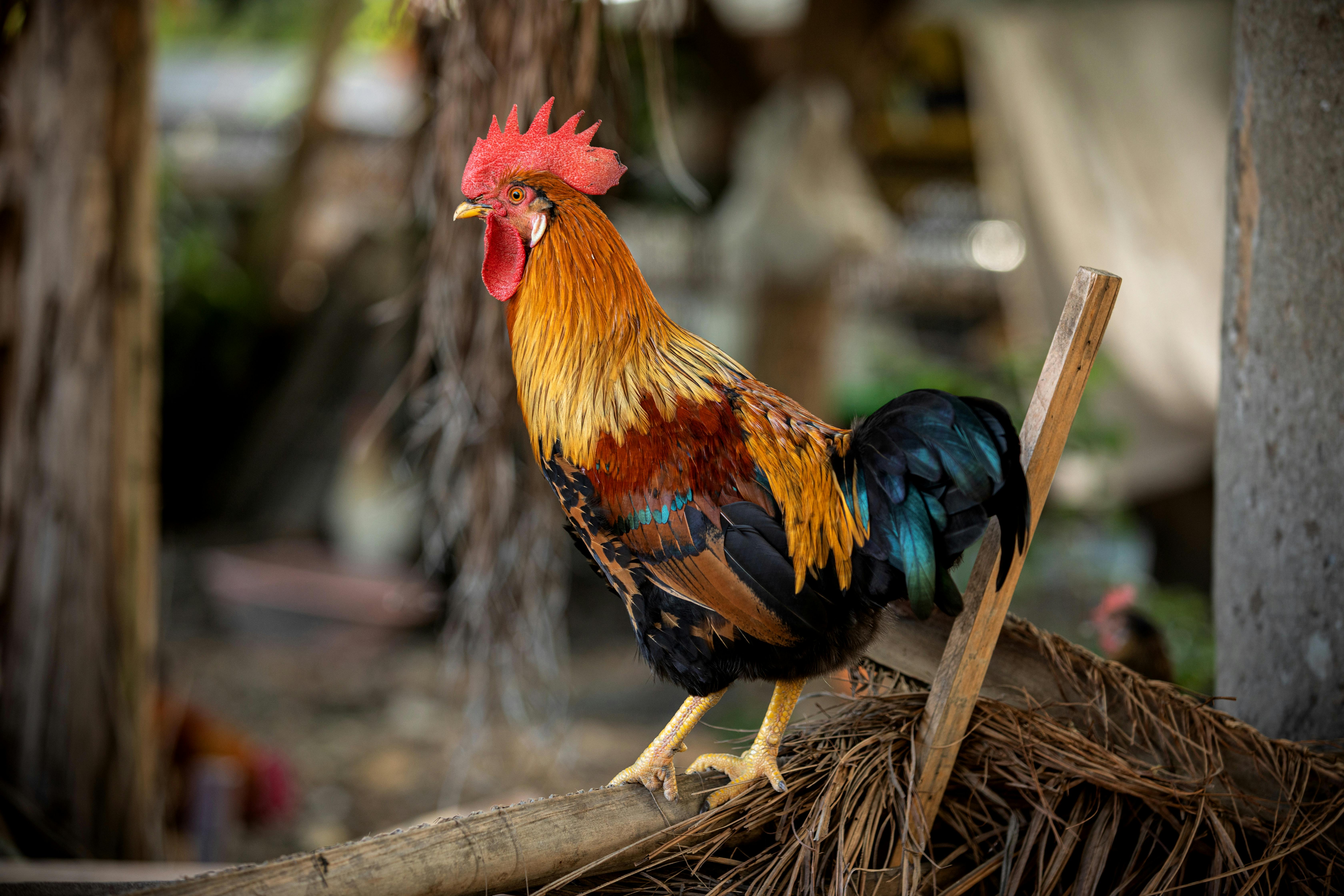 68,100+ Rooster Feathers Stock Photos, Pictures & Royalty-Free