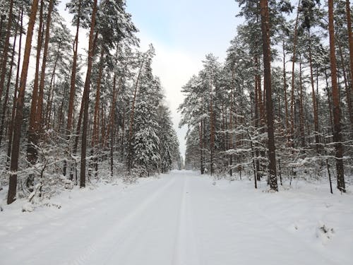 Pine Trees on Snow-Covered Ground