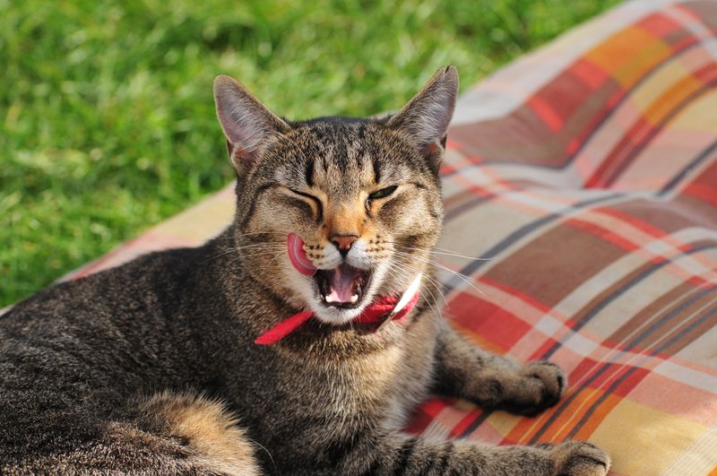 Glückliche Katze