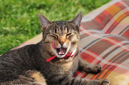 Free Adorable tabby cat yawning while resting on a plaid blanket outdoors. Stock Photo