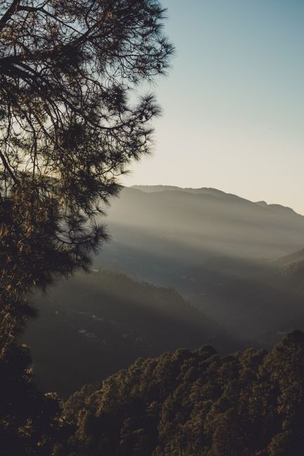 Serene landscape featuring misty mountains and pine trees in Shimla, Himachal Pradesh at dawn.