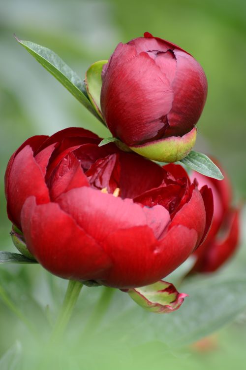 Free Vibrant red peonies captured in a natural setting, highlighting their lush beauty. Stock Photo